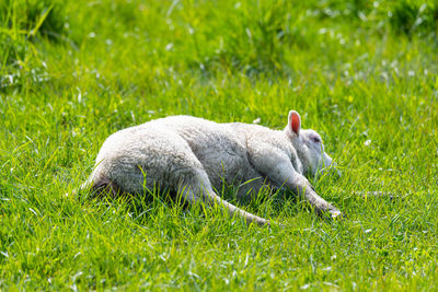 Sheep relaxing on grass