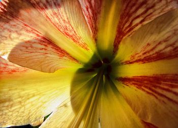 Full frame shot of flower