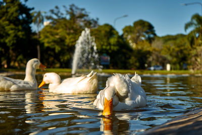 Swans swimming in lake