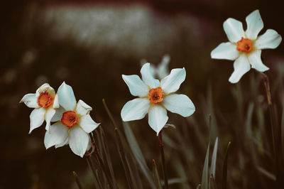 Close-up of white flowering plant