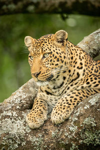 View of a cat on rock