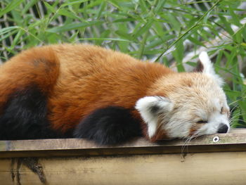 Close-up of rabbit sleeping on wood at zoo