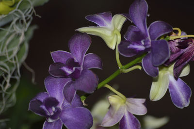 Close-up of purple flowers