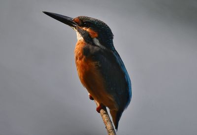 Close-up of kingfisher bird perching