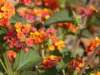 Close-up of orange flowering plants