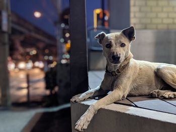 Close-up portrait of a dog on footpath