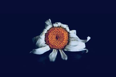 Close-up of flower over black background