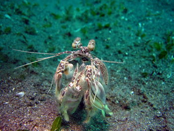 Close-up of crab in sea