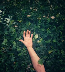 Midsection of person touching plants