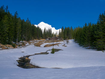 Pine trees on snow covered land against sky