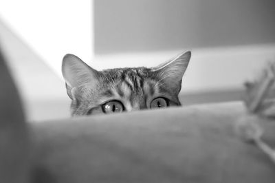 Close-up of cat hiding behind table