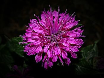 Close-up of pink flowers