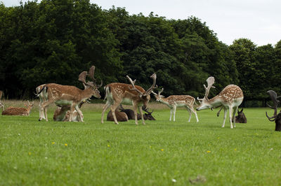 Herd of deer on field