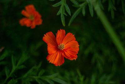 Close-up of orange flower