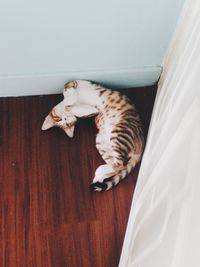 High angle view of tabby sleeping cat