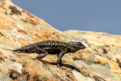 Close-up of lizard on rock against sky