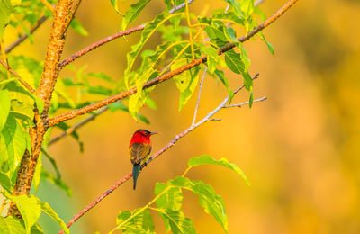 Bird perching on a tree