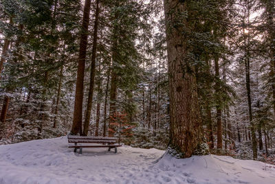 Trees on snow covered field in forest