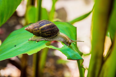 Close-up of snail on leaves