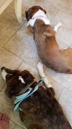 High angle view of two cats on tiled floor