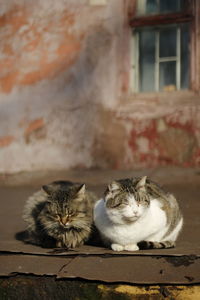 Courtyard cats bask in the sun in the soviet old courtyard of barracks