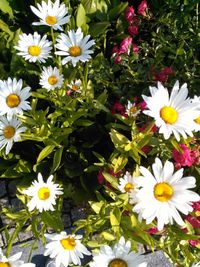 Close-up of yellow flowers