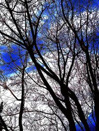 Low angle view of bare trees against blue sky