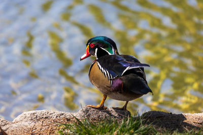 Close-up of duck perching on rock