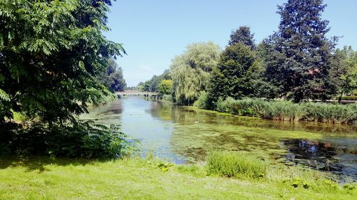 River amidst trees against clear sky