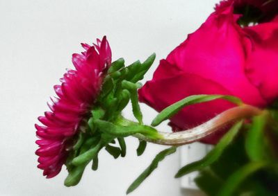 Close-up of pink flowers