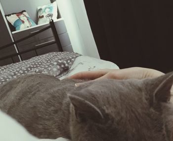 domestic animals