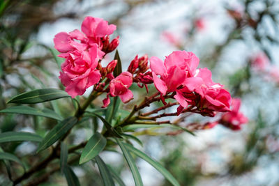 Close-up of pink flowers blooming outdoors