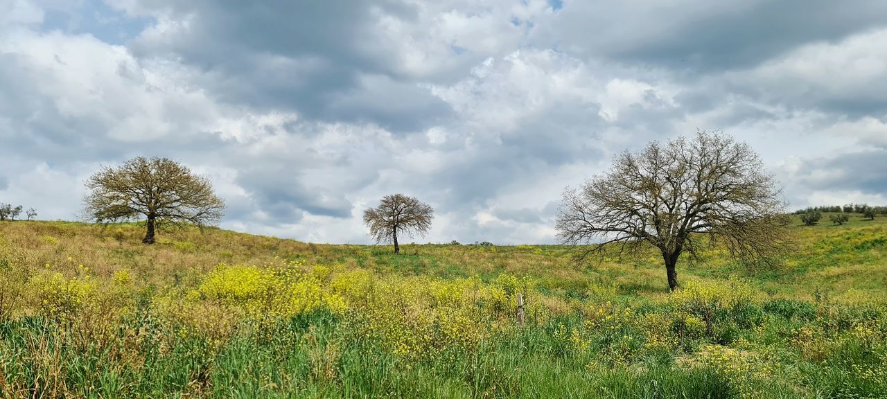 plant, landscape, sky, tree, environment, cloud, grassland, nature, land, grass, prairie, natural environment, meadow, beauty in nature, field, hill, pasture, scenics - nature, rural area, plain, tranquility, non-urban scene, flower, no people, rural scene, wilderness, savanna, green, tranquil scene, outdoors, growth, day, forest, horizon, steppe, plateau, travel destinations, remote