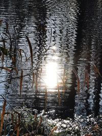 Sunlight streaming through plants in lake during winter