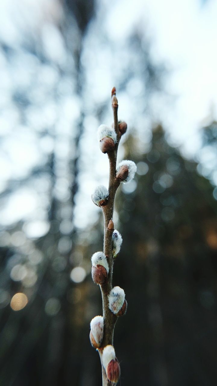 focus on foreground, branch, tree, close-up, nature, growth, low angle view, twig, selective focus, freshness, day, outdoors, sky, beauty in nature, no people, bud, tranquility, fragility, stem, hanging