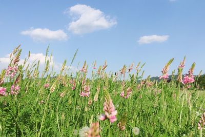 Close-up of flowering plants on field against sky