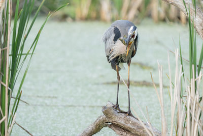 Great blue heron catches a fish while perched on a tree limb in the wetlands on a sunny day