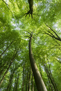 Low angle view of bamboo trees in forest