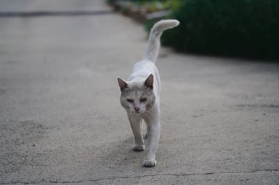 Portrait of cat looking away on footpath