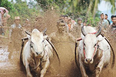 Man riding bulls on mud during race