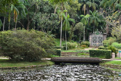 Trees growing in pond