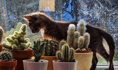 Cat sitting on cactus flower pot