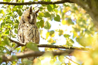 Low angle view of bird perching on tree