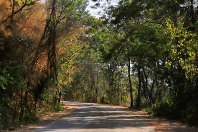 Empty road amidst trees in forest