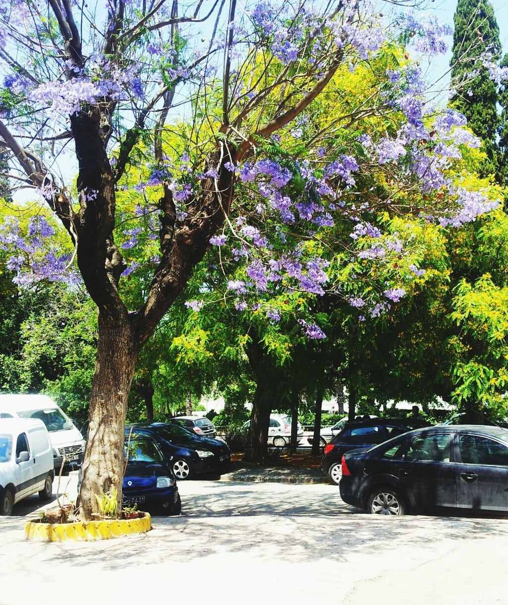 transportation, tree, land vehicle, mode of transport, car, street, road, growth, branch, sunlight, parking, stationary, parked, flower, incidental people, day, nature, travel, building exterior, the way forward