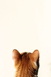 Rear view of cat against white background