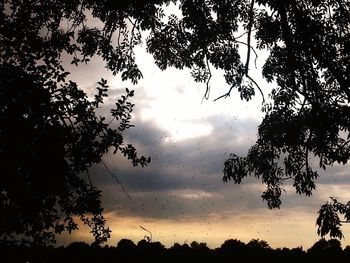 Silhouette of trees at sunset