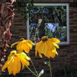 Close-up of yellow flowers