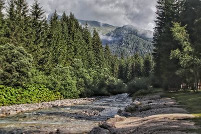 Pine trees by river in forest