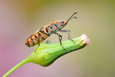 Close-up of insect on plant